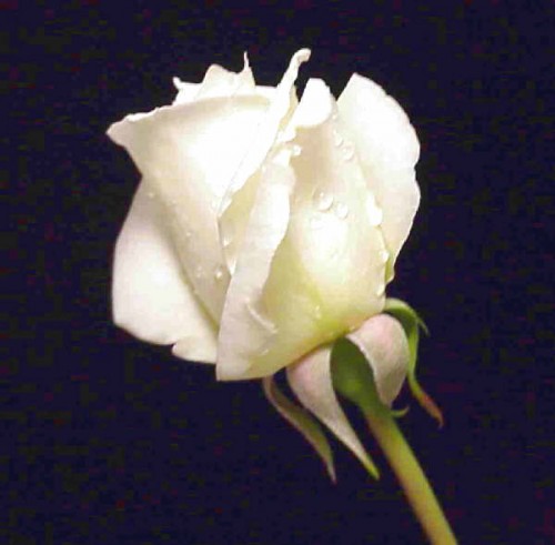 WHITE ROSE