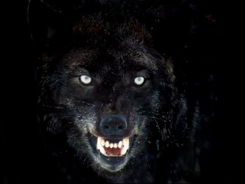 blackwolf