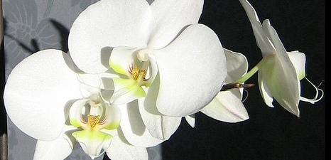 orkide2