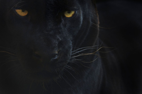 Black leopard