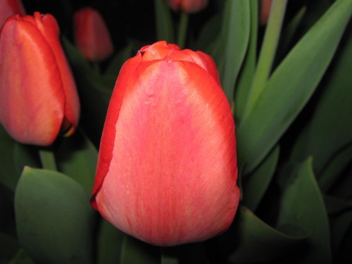 redtulip